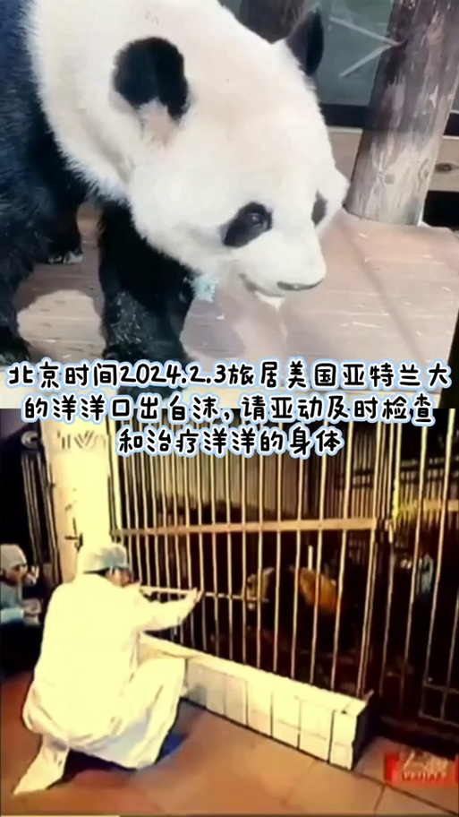 新澳2025今晚特马开奖号码和4旅日大熊猫将回国与旅日20年熊猫将回国 视频