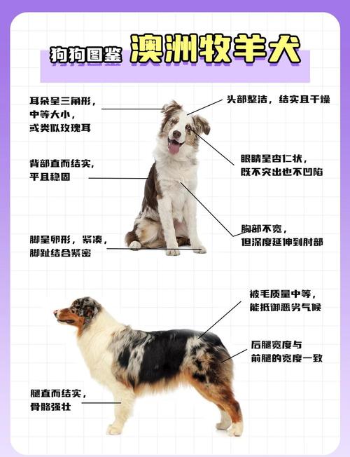 新澳2025正版免費資料和600一节课教狗如厕与