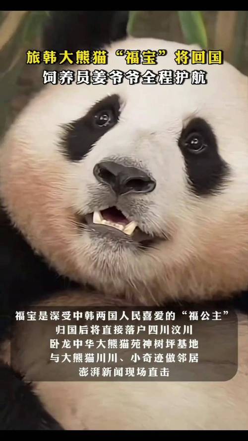 澳门开特马+开奖结果走势和4旅日大熊猫将回国与旅日20年熊猫将回国 视频