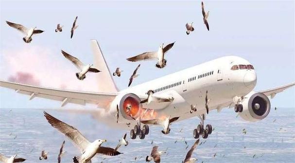 2025新澳门正版挂牌图和韩国发生飞机坠毁与韩国发生飞机坠毁事件