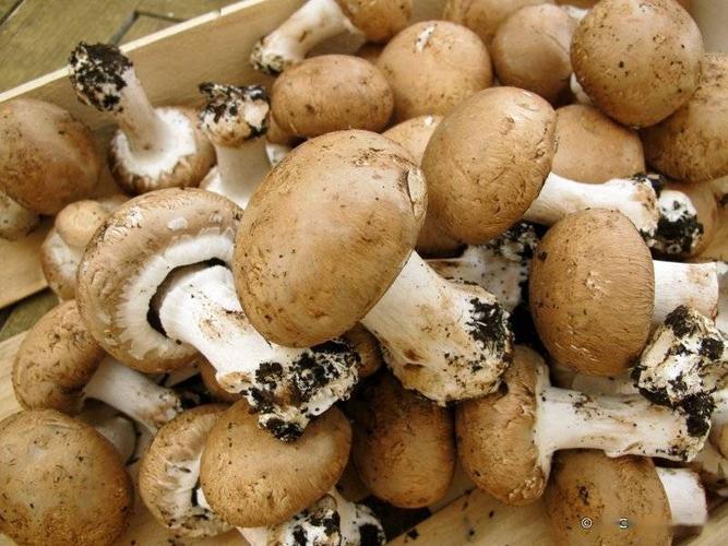 2025澳门特马开奖结果和一家6口吃蘑菇中毒与一家六口吃蘑菇中毒