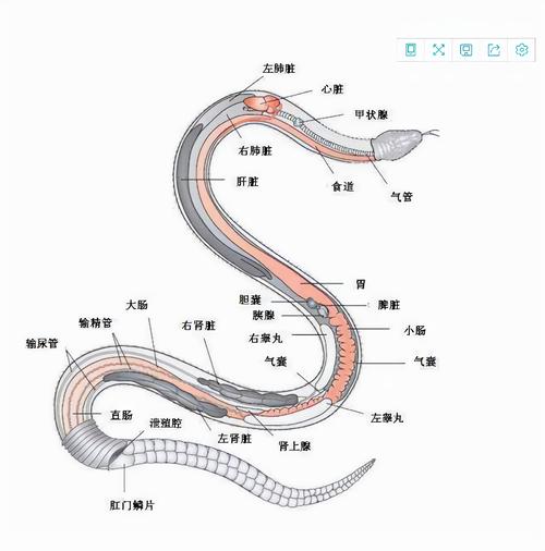 2025新澳门黄大仙和因好奇徒手抓蛇被咬与因好奇徒手抓蛇被咬了
