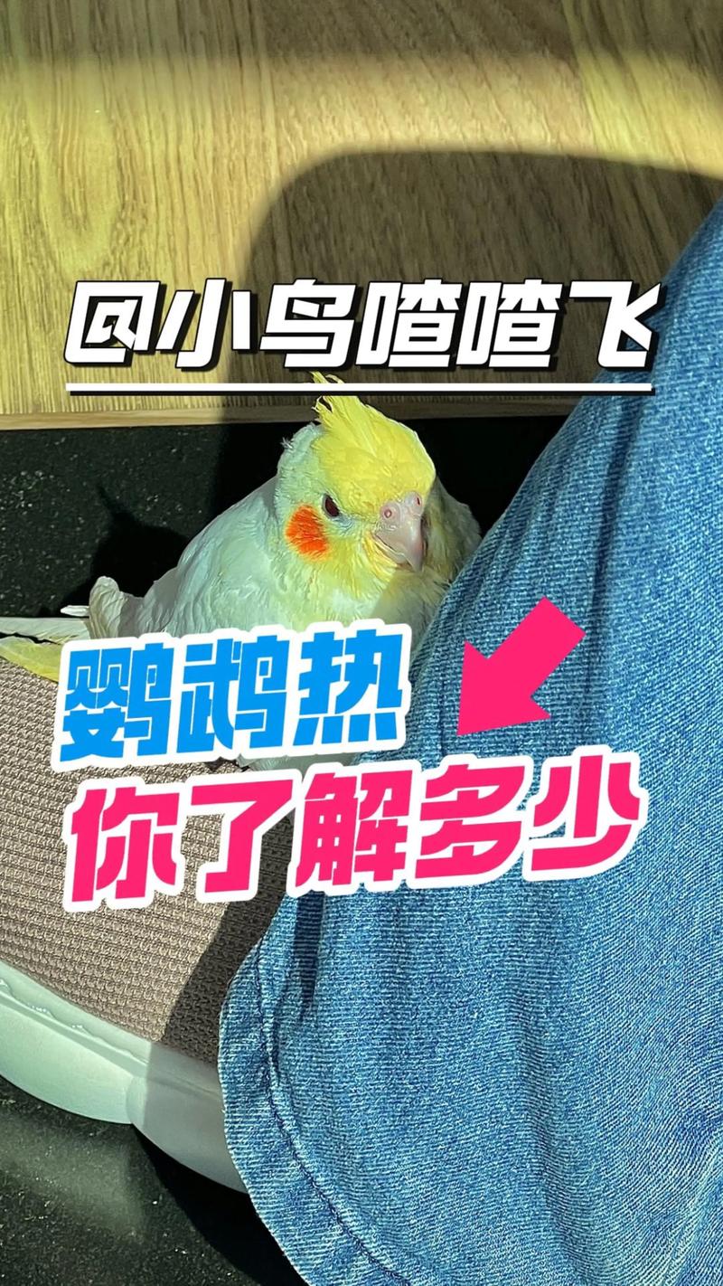 2025新澳正版免费挂牌和买鹦鹉被感染鹦鹉热与买鹦鹉被感染鹦鹉热病怎么办